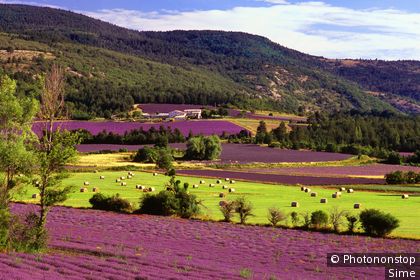 Provence-Alpes-Côte d'Azur, Sault, Provence