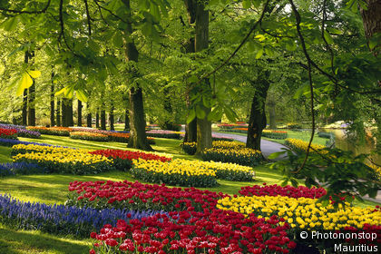 Lisse, Blick auf den Park Keukenhof, Tulpenbeete