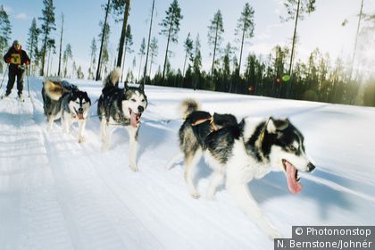 Perros de trineo