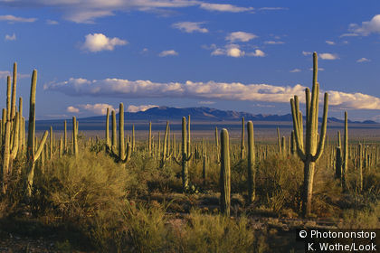 Sonoran Desert landscape