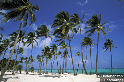 Strand auf der Insel Saona