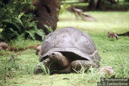 Riesenschildkröte