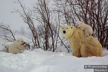 Famile d'ours dans le parc national de Wapusk