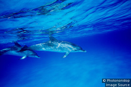 Pair of Spotted dolphin.