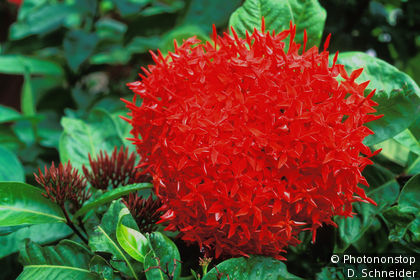 Fleur tropicale