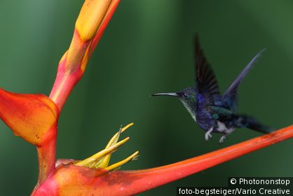 Hummingbird.