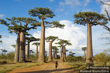 Madagascar, Toliara - Baobab trees