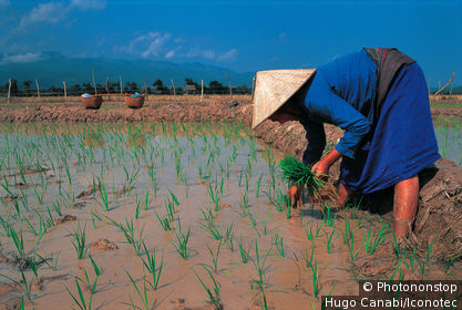 Laos, Muang Sing, rizière