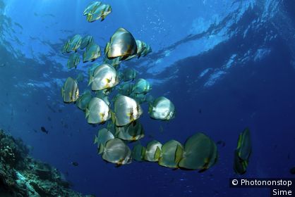 Malaisie, Sabah - Mabul Island, bat fishes (platax orbicularis)