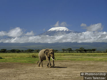 Kenya, Parc Amboseli, Kilimandjaro, éléphant