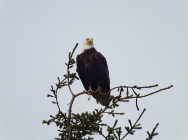 Anchorage Alaska Eagle