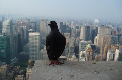 New York desde Empire State