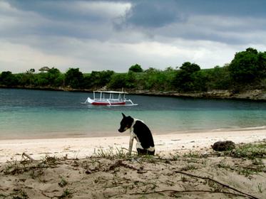 Pink Pantai-Strand auf Lombok