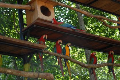 Iguaço-Parque das Aves