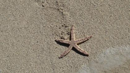 etoile de mer