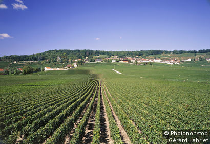 Hautvillers, vignes