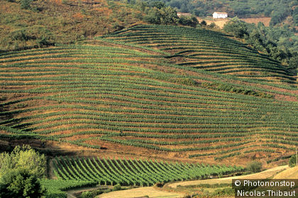64.Pays Basque, Basse Navarre, vignoble de Irouleguy, region de saint Etienne de Baigorry