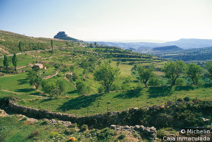 Morella