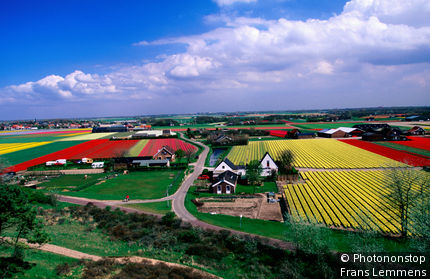 Netherlands, North Holland, Egmond-Binnen, Tulip fields and farmhouses.