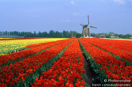 Pays-Bas, Hollande Méridionale, Lisse, Champ de tulipes et moulin