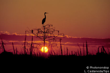 Heron in Everglades National Park, Florida