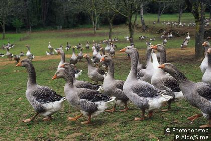 Les oies dans le Périgord Noir