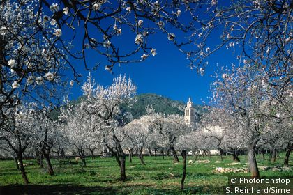 Amandiers en fleurs sur l'île de Majorque