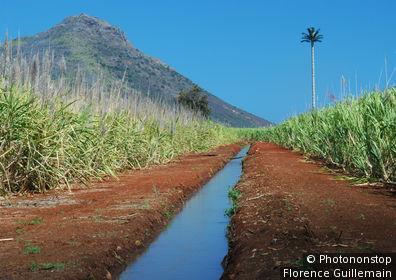 Ile Maurice, Riviére Noire, Tamarin, rigole d'eau à travers un champ de canne à sucre, montagne de la Tourelle et antenne de téléphonie en forme de palmier
