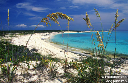 Sea oats on a pristine beach.
