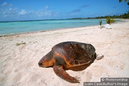Polynésie Française - Tikehau's atoll - Tuamotu