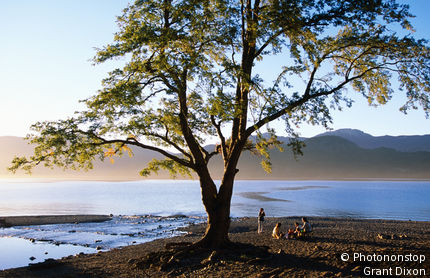 Tree on Playa Catritre, Lago Lacar, San Martin de los Andes.