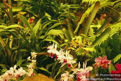 Durban Botanical Gardens