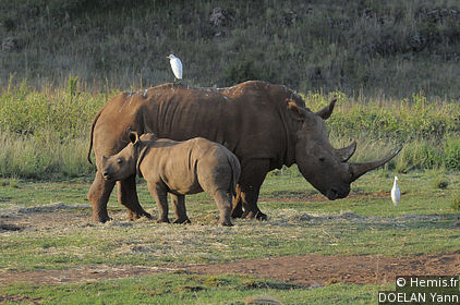 Rhino & Lion Nature Reserve