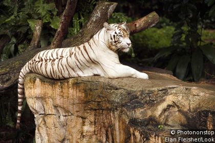 Singapore Zoo