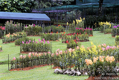 Mandai Orchid Garden