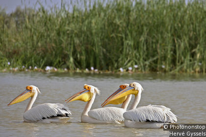Djoudj National Park