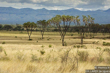 Meru National Park