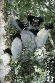 Andasibe-Mantadia National Park