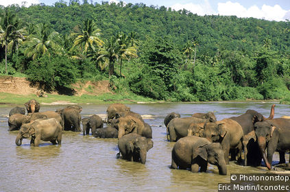 Pinnewala Elephant Orphanage