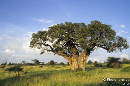 Tarangire National Park