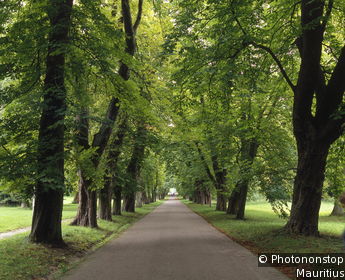 Castle Park