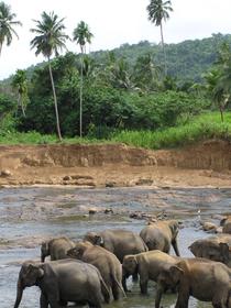 Pinnewala Elephant Orphanage