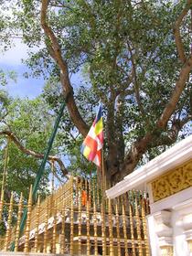 Le Sri Mahabodhi, au lieu de la dévotion bouddhique à côté de l'arbre sacré