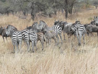 Tarangire National Park