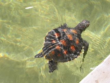 Kosgoda Turtle farms