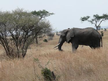 Tarangire National Park