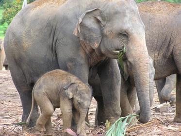 Pinnewala Elephant Orphanage