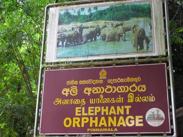 Pinnewala Elephant Orphanage