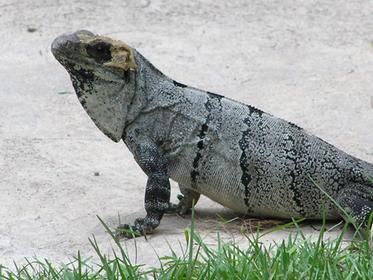 Varan au milieu des vestiges