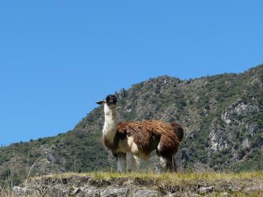 Secteur agricole de Machu Picchu